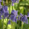 Wild Bluebells - (C) David Heys