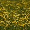 Summer Buttercups - (C) David Heys