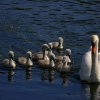 Stour Swans - (C) David Heys