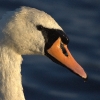 Evening Swan - (C) David Heys