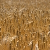 Fields of Gold - (C) David Heys