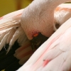 Pink Elegance - (C) David Heys