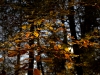 Leaves in fall - (C) David Heys