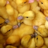 Yellow Ducks - (C) David Heys