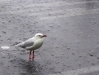 Wet Seagull